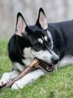 Black and white mixed breed dog portrait, chewing on a stick. Art Print